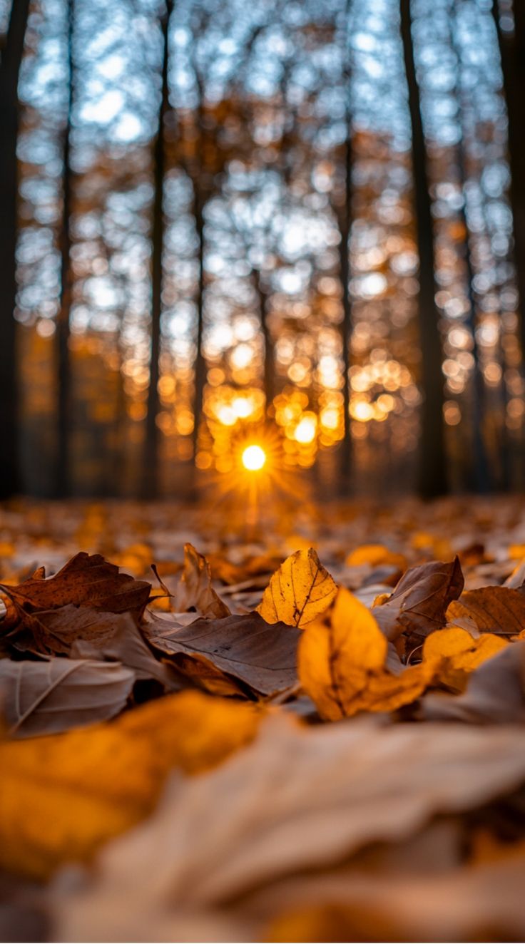 Warme herfstkleuren in het bos bij zonsondergang – inspiratie voor Unique Nails gellak herfst 2025 in bruine, nude en roze tinten
